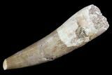 Fossil Plesiosaur (Zarafasaura) Tooth - Morocco #107717-1